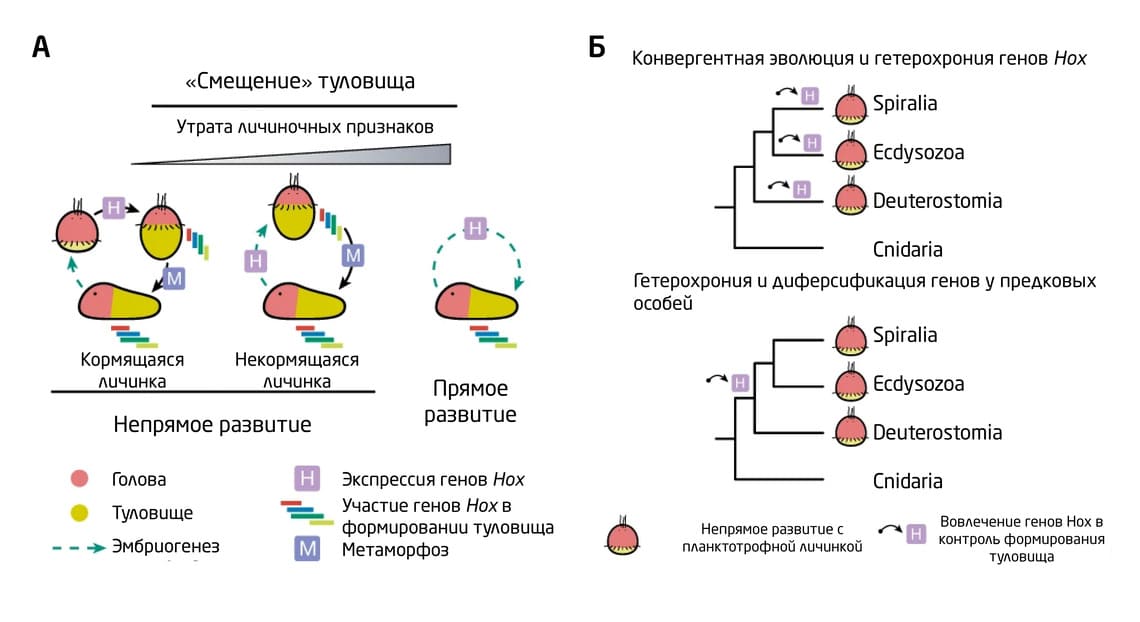 Эмбриональное развитие